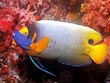 Blue Faced Angel Fish